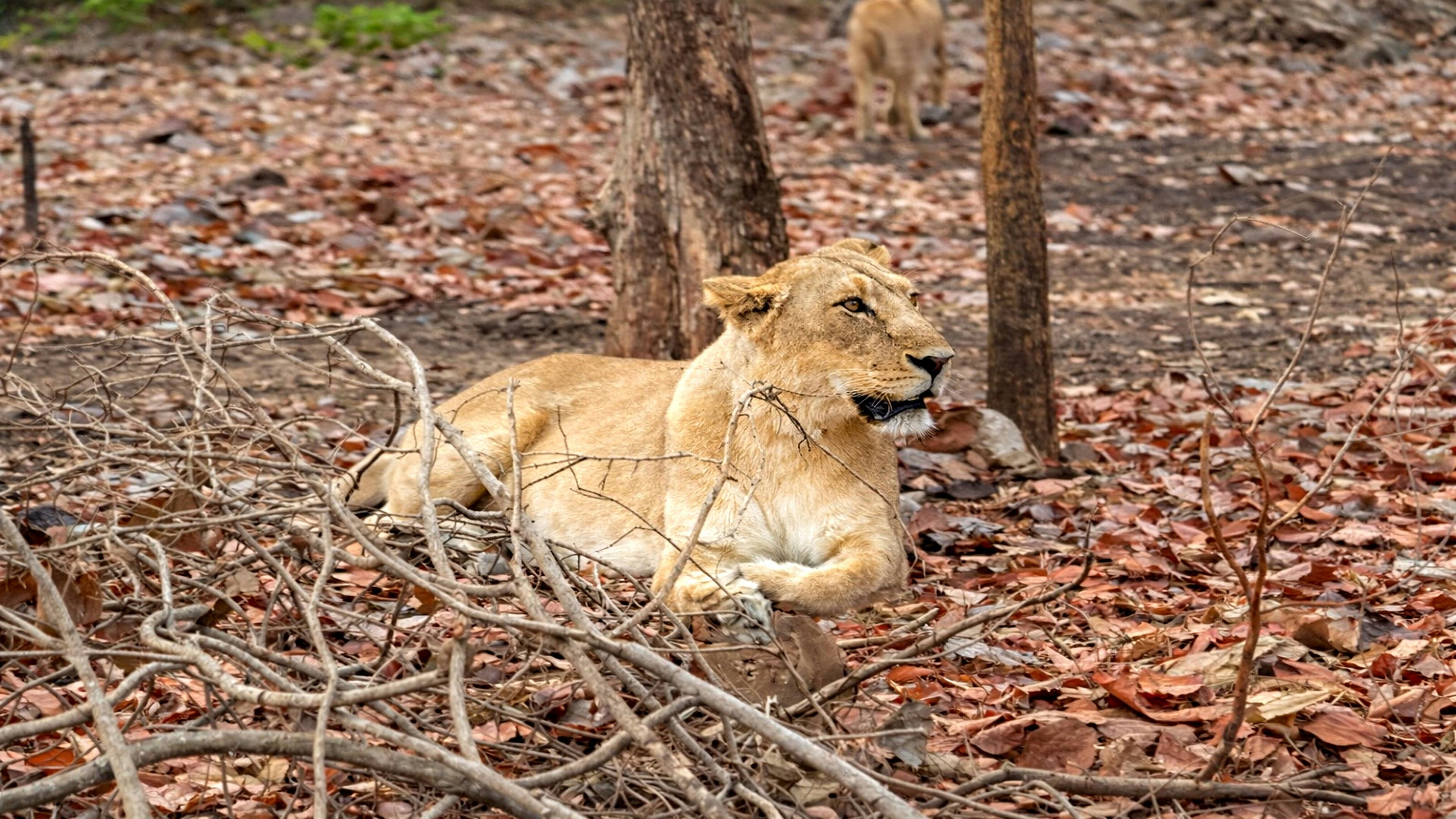 Gujarat Wildlife & Beach Tour (Gir National Park & Diu) – 6 Days
