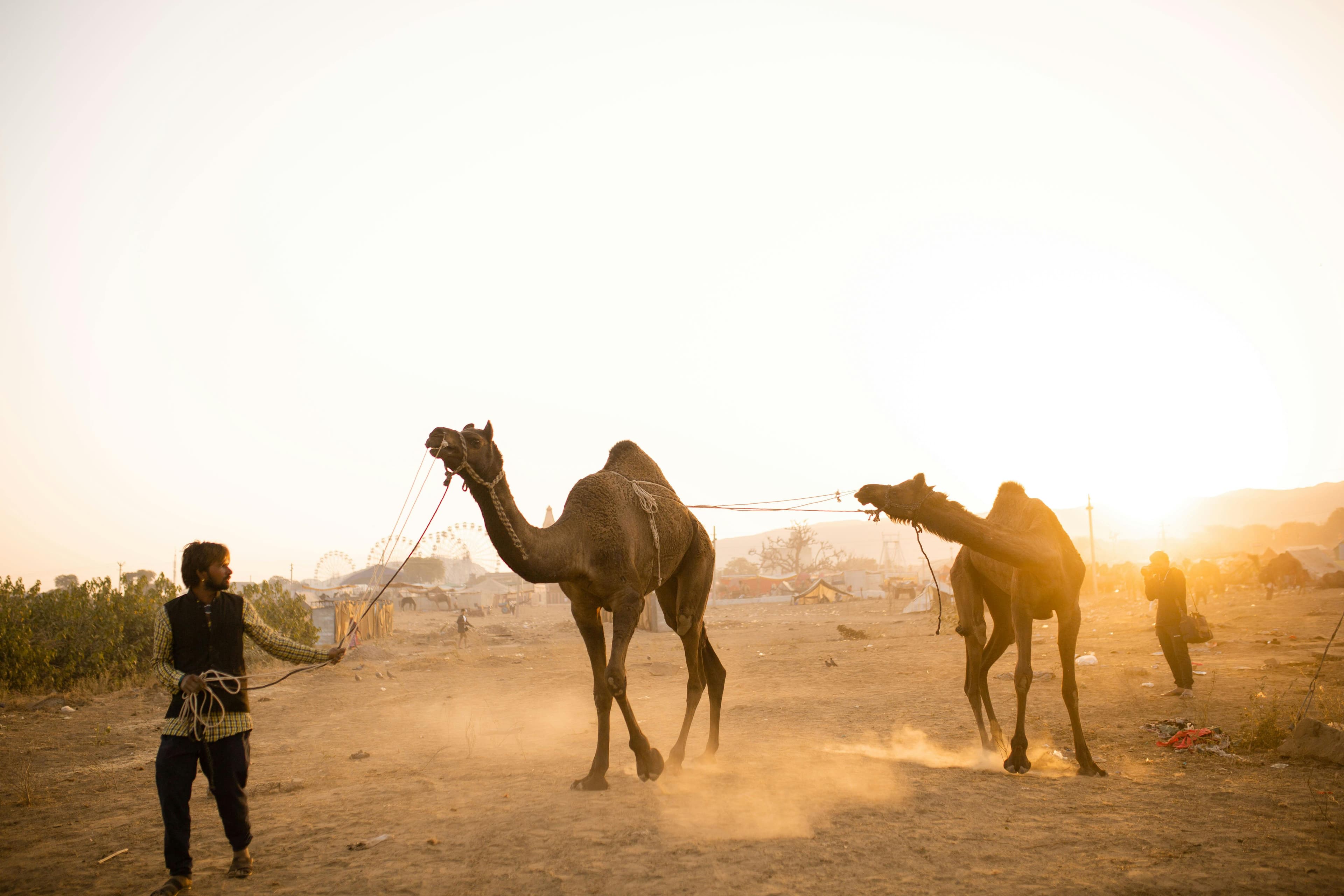 Rajasthan Heritage & Desert Tour (Jaipur, Jaisalmer, Jodhpur, Udaipur) – 6 Days