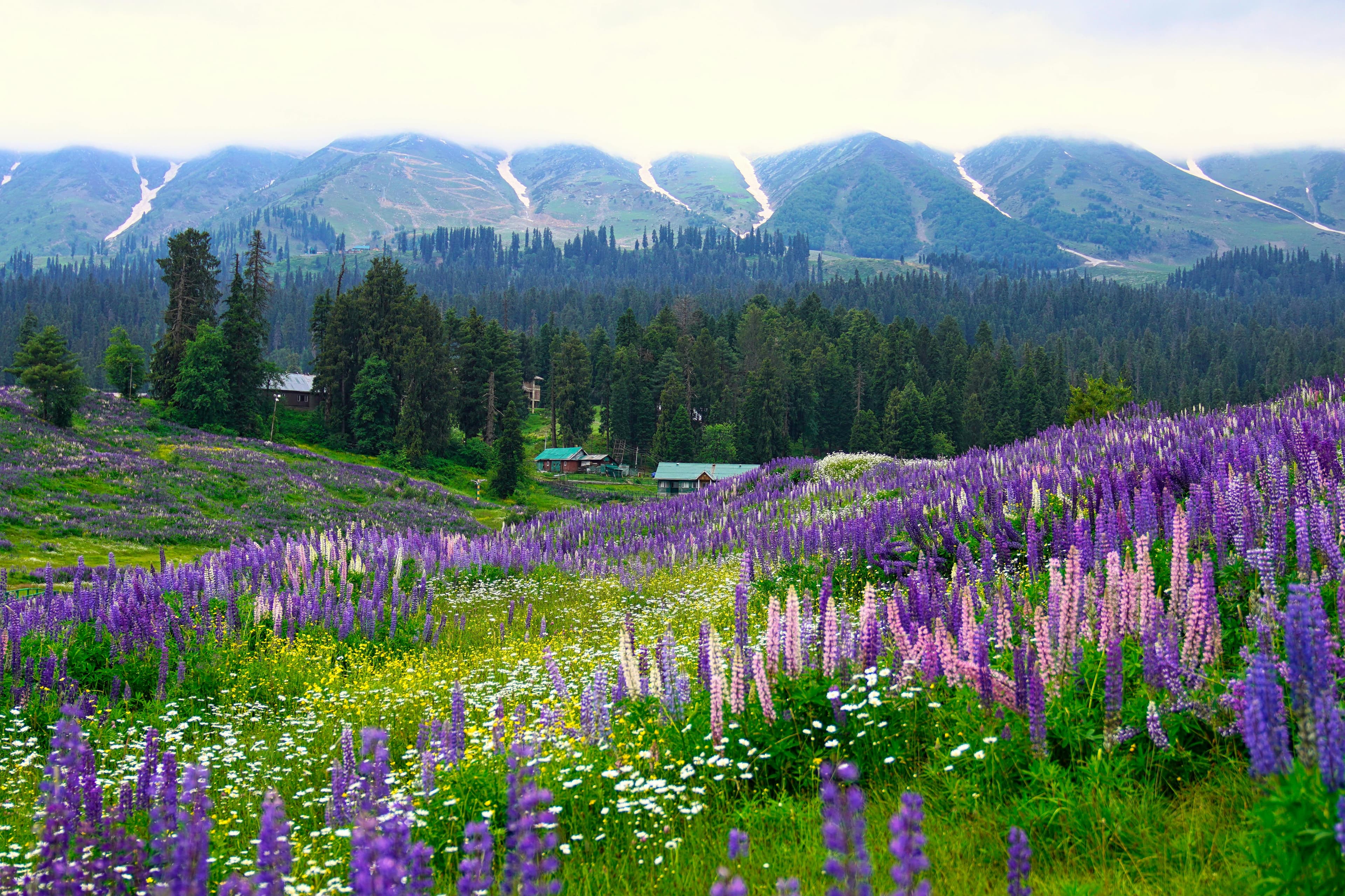 Majestic Kashmir Tour – Srinagar, Gulmarg, Sonmarg & Pahalgam Stay