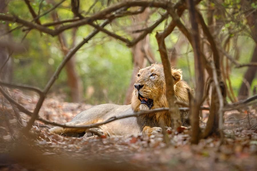 Gujarat Grand Tour Package (Ahmedabad, Bhuj, Dwarka, Somnath, Gir & Diu) – 11 Days