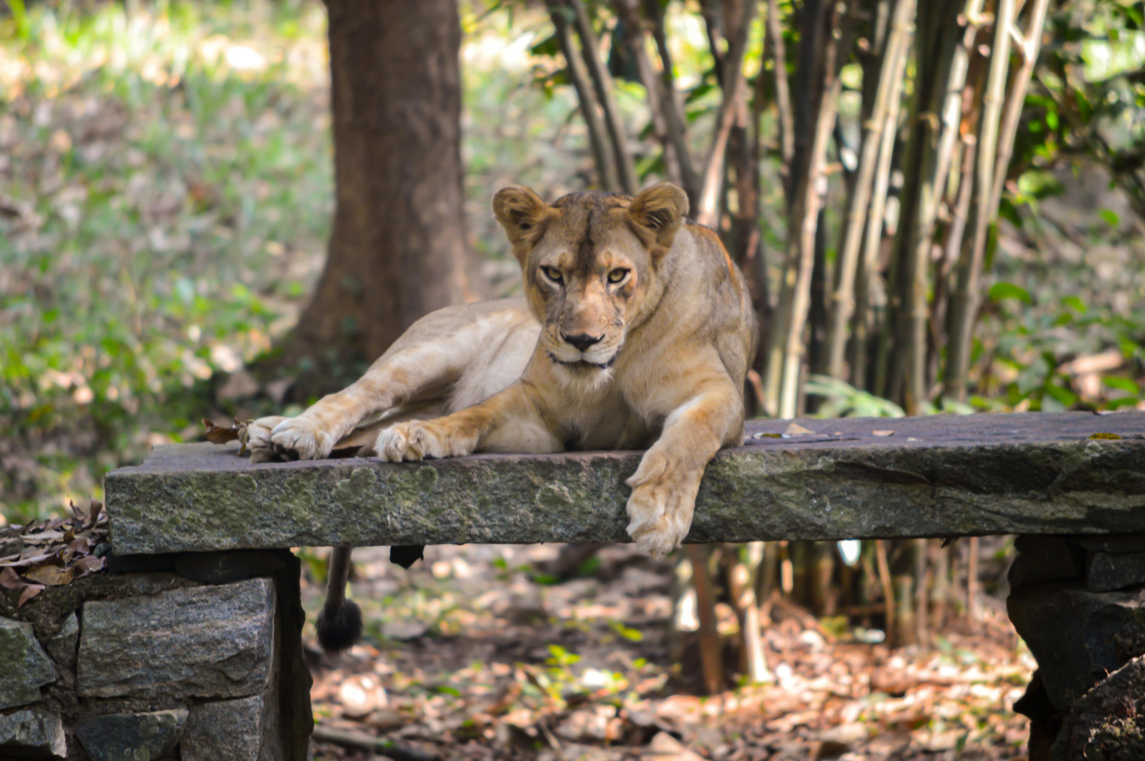 Gujarat Wildlife & Beach Tour (Gir National Park & Diu) – 6 Days