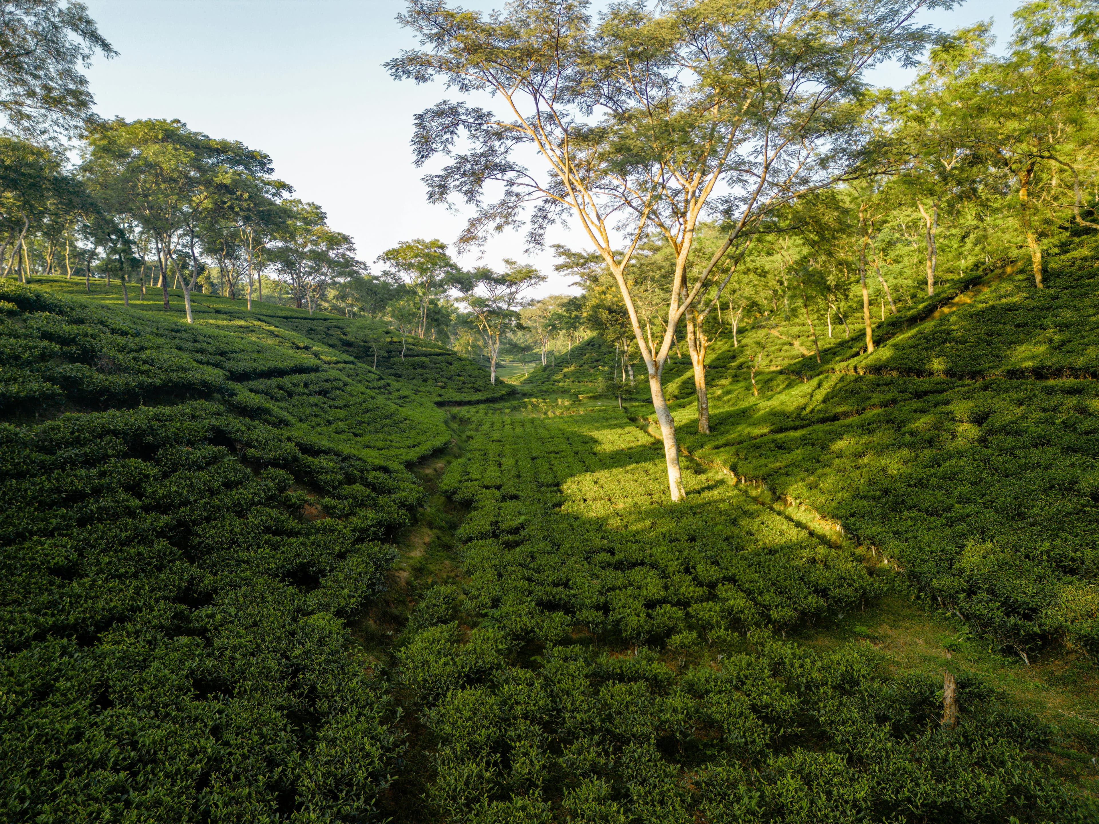 Complete Sikkim Tour – Gangtok, Lachung, Pelling & Darjeeling