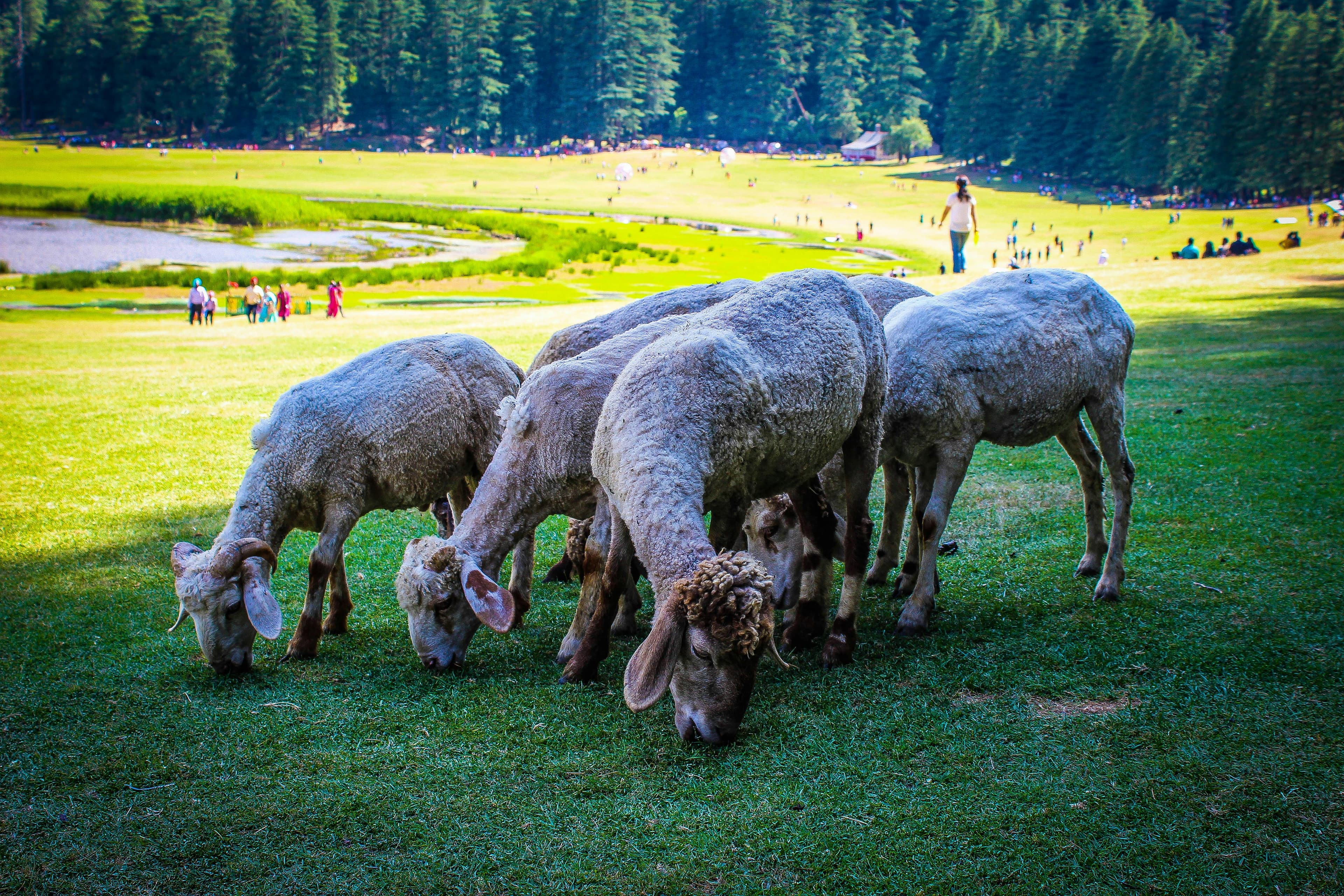 Dharamshala, Dalhousie & Amritsar Tour – Mountains, Monasteries & Golden Temple