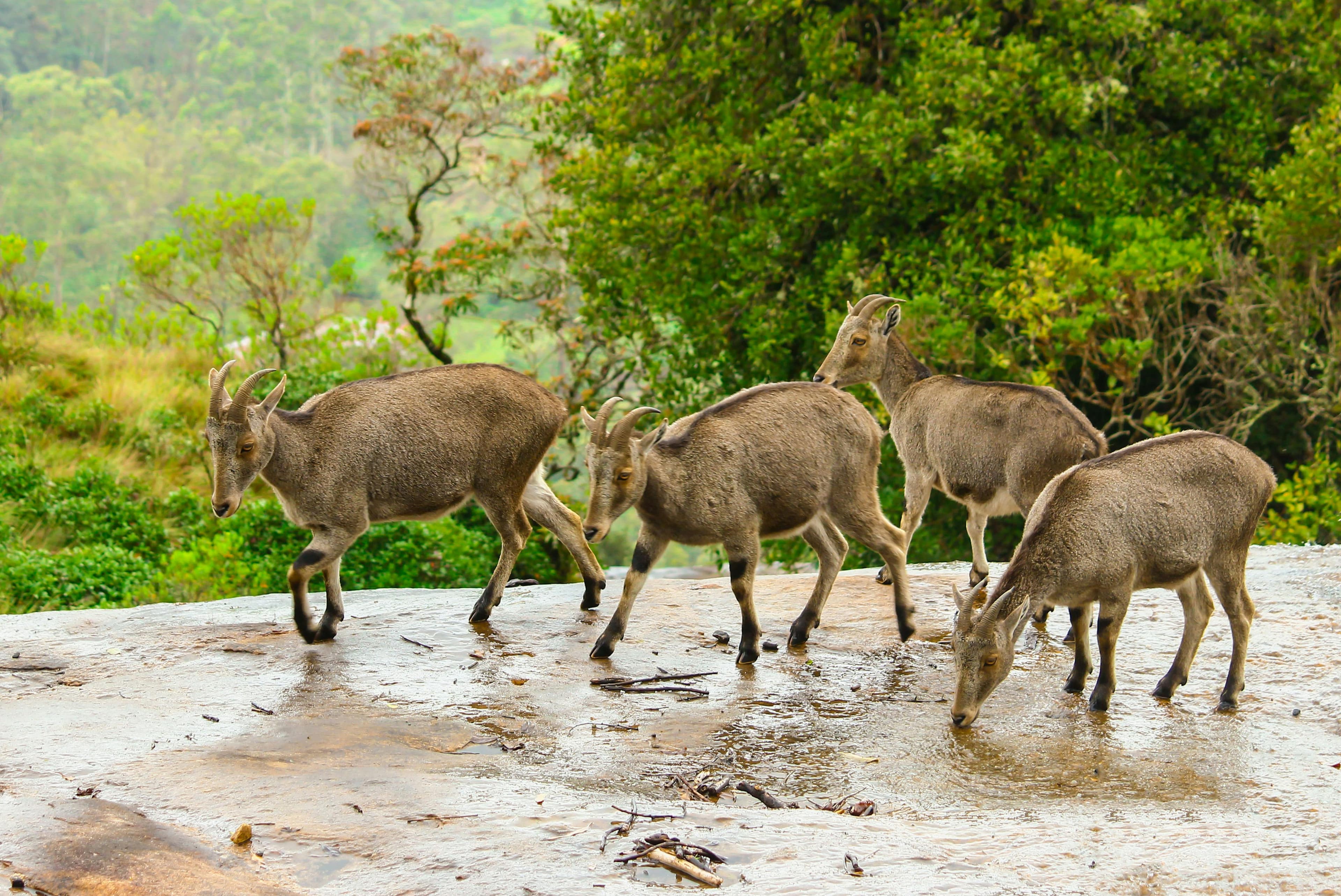 Kerala Honeymoon Tour – Munnar, Thekkady & Alleppey with Photoshoot