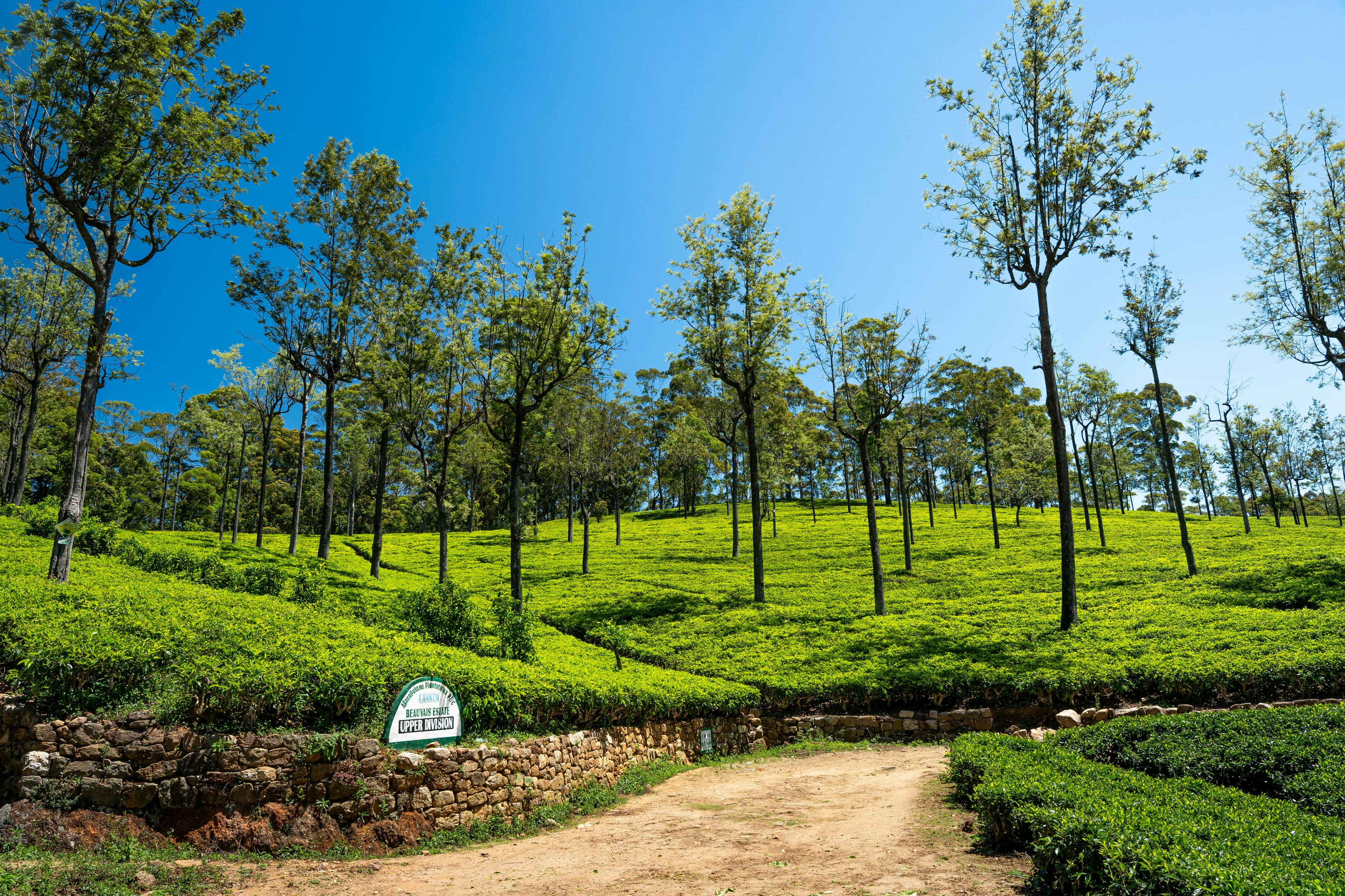 Kerala Short Trip – Munnar, Thekkady & Alleppey Backwater Tour