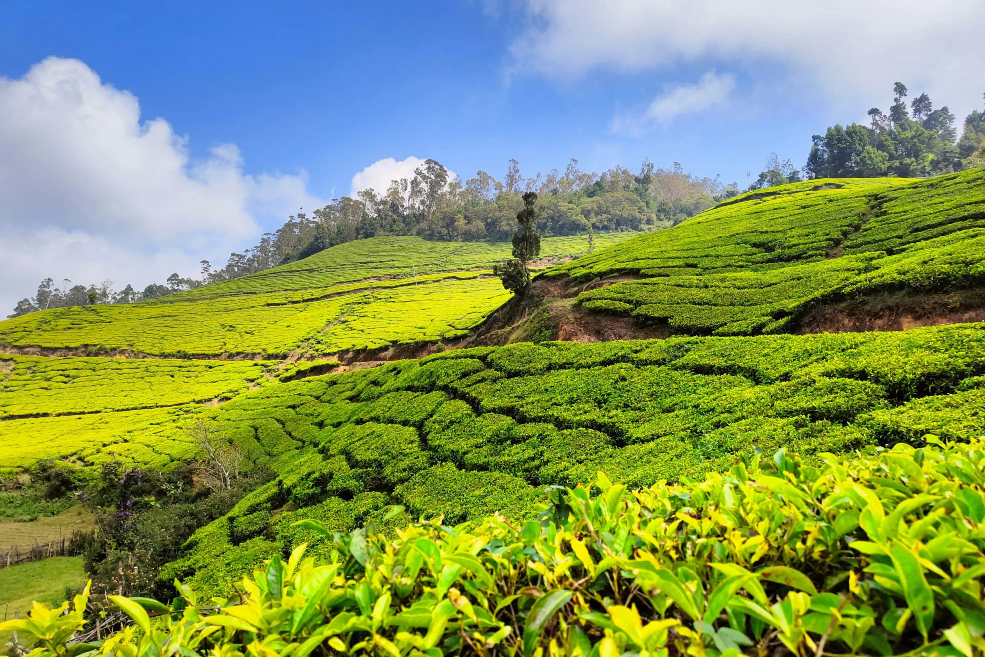 Kerala Honeymoon Tour – Munnar, Thekkady & Alleppey with Couple Photoshoot